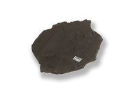 M 04806
<br/>
massieve Bruinkool (tot steenkool)
<br/>
<em></em>